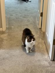 Lost Female Cat last seen cherry street, West Chester, PA 19382