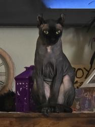 Reunited Male Cat last seen Burk dr and Reno, Del City, OK 73115
