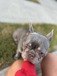 Found/Stray Female Dog last seen Morgan rd by gravel springs rd, Buford, GA 30519