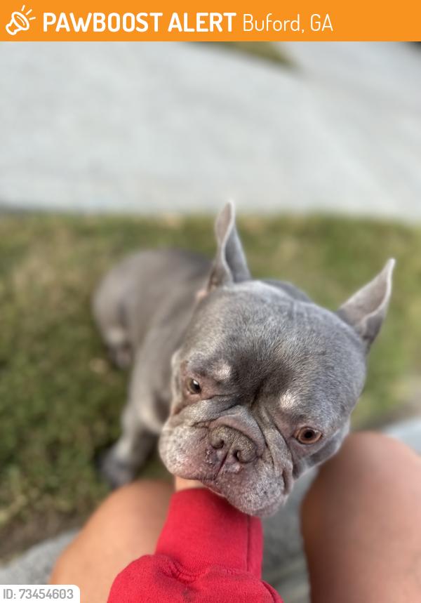 Found/Stray Female Dog last seen Morgan rd by gravel springs rd, Buford, GA 30519