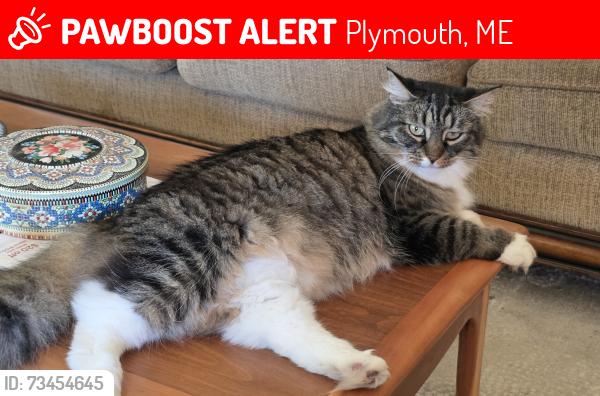 Lost Female Cat last seen Near Ridge Rd, Plymouth, ME 04969