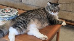 Lost Female Cat last seen Near Ridge Rd, Plymouth, ME 04969