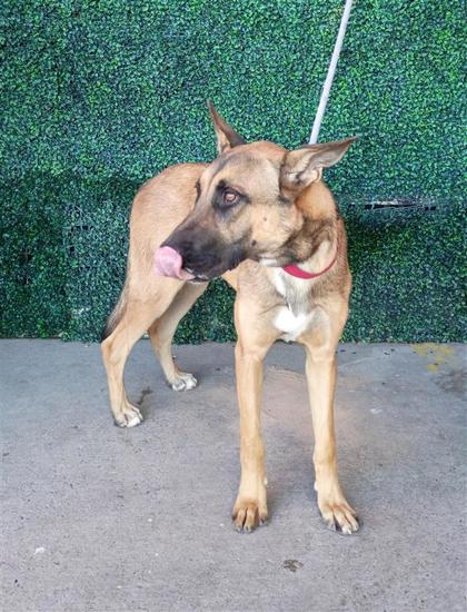 Shelter Stray Male Dog last seen Indian Trail Dr/ Wagon Train Ave, COUNTY of El Paso, TX, 5001 Fred Wilson Ave, El Paso, TX 79906, USA