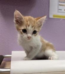 Shelter Stray Male Cat last seen Near charlie smith dr, CITY of El Paso, TX, 5001 Fred Wilson Ave, El Paso, TX 79906, USA