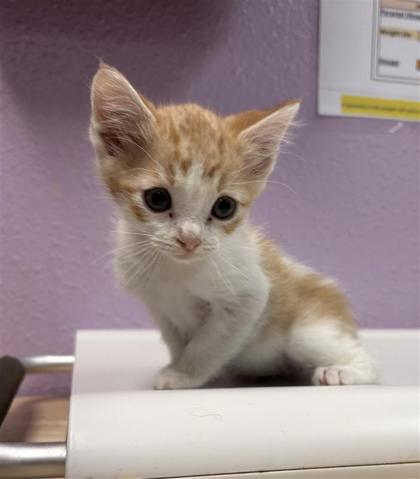 Shelter Stray Male Cat last seen Near charlie smith dr, CITY of El Paso, TX, 5001 Fred Wilson Ave, El Paso, TX 79906, USA