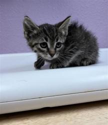 Shelter Stray Female Cat last seen Near charlie smith dr, CITY of El Paso, TX, 5001 Fred Wilson Ave, El Paso, TX 79906, USA