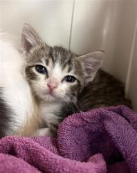 Shelter Stray Male Cat last seen Near charlie smith dr, CITY of El Paso, TX, 5001 Fred Wilson Ave, El Paso, TX 79906, USA