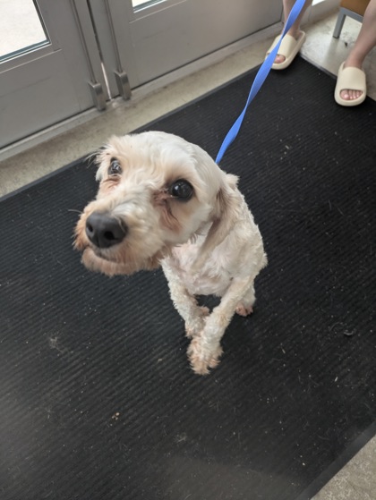 Shelter Stray Female Dog last seen Near Rosewater Ln, North District, TX, 355 Hillshire Dr, Haslet, TX 76052, USA