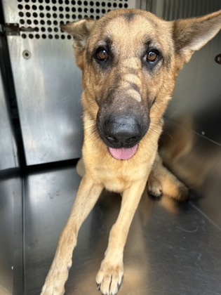 Shelter Stray Female Dog last seen Near Valley Creek Dr, North District, TX, 355 Hillshire Dr, Haslet, TX 76052, USA