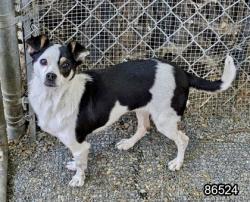 Shelter Stray Female Dog last seen G St and 96th Av, Oakland,, 1101 29th Ave, Oakland, CA 94601, USA