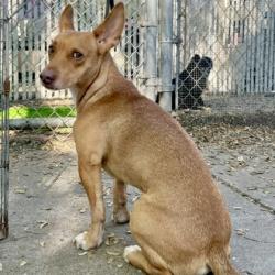 Shelter Stray Male Dog last seen Near Hegenberger Rd 203, Oakland, CA, 1101 29th Ave, Oakland, CA 94601, USA