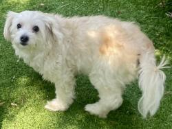 Shelter Stray Female Dog last seen E 29th St and 14th Ave, Oakland, CA, 1101 29th Ave, Oakland, CA 94601, USA
