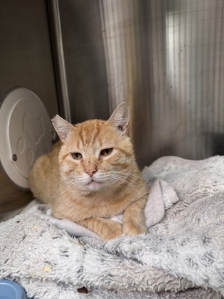 Shelter Stray Male Cat last seen Near Apgar St, Oakland, CA, 1101 29th Ave, Oakland, CA 94601, USA