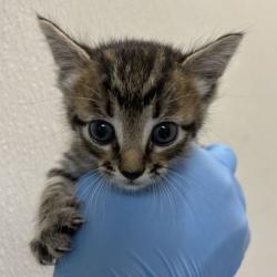 Shelter Stray Male Cat last seen Edelweiss and Rock Prairie Rd, City of College Station, TX, 5359 Leonard Rd, Bryan, TX 77807, USA