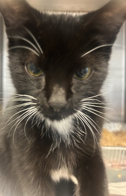 Shelter Stray Male Cat last seen Near Bouldercrest Lane B, 30316, GA, 3280 Chamblee Dunwoody Rd, Chamblee, GA 30341, USA