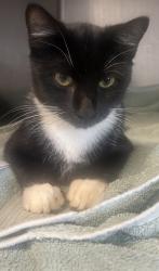 Shelter Stray Male Cat last seen Near Ridge Ave, 30038, GA, 3280 Chamblee Dunwoody Rd, Chamblee, GA 30341, USA
