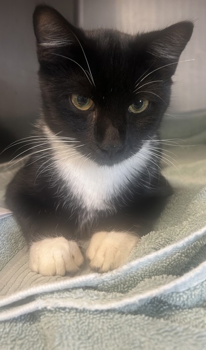 Shelter Stray Male Cat last seen Near Ridge Ave, 30038, GA, 3280 Chamblee Dunwoody Rd, Chamblee, GA 30341, USA