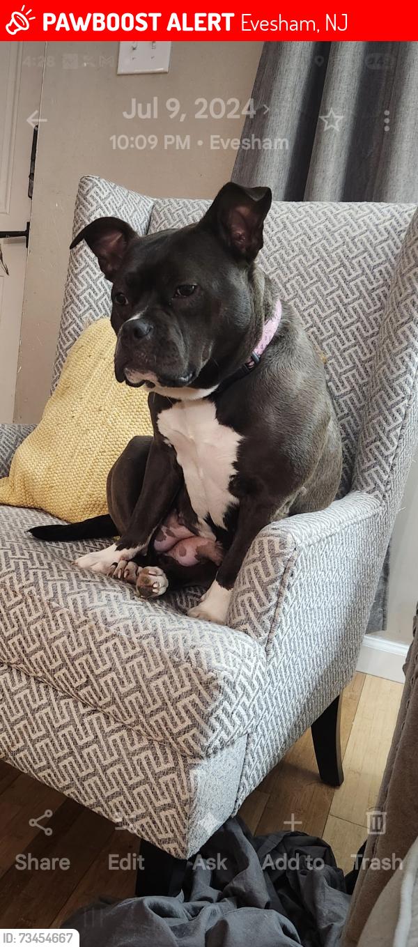 Lost Female Dog last seen ROUTE 73, Evesham, NJ 08053