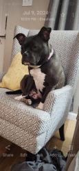 Lost Female Dog last seen ROUTE 73, Evesham, NJ 08053