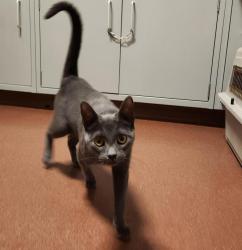 Shelter Stray Female Cat last seen abandoned by owner, OAKLAND, CA, 94602, 8323 Baldwin St, Oakland, CA 94621, USA