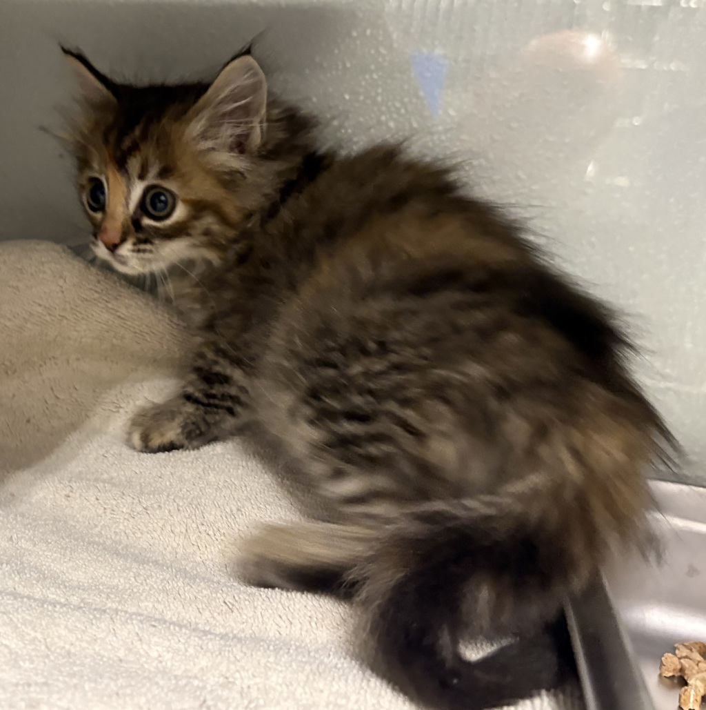 Shelter Stray Female Cat last seen Near W State Highway, Copperton Township, UT, 84006, 511 W 3900 S, Salt Lake City, UT 84123, USA