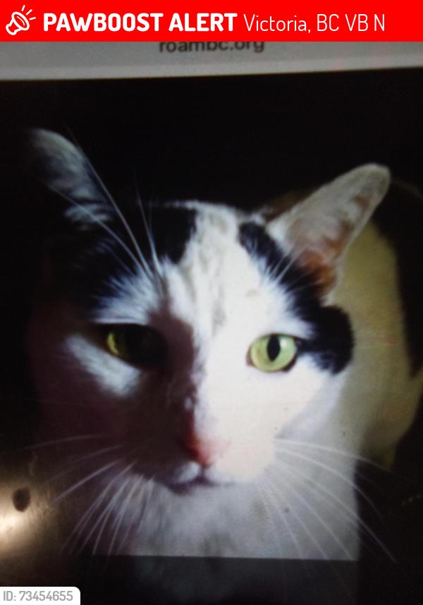 Lost Male Cat last seen Near Jenkins Ave, Victoria, BC V9B 2N7