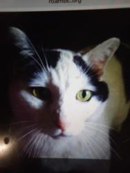 Lost Male Cat last seen Near Jenkins Ave, Victoria, BC V9B 2N7