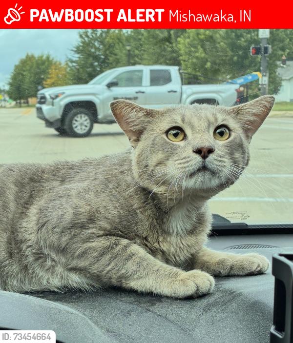 Lost Male Cat last seen E Marion St and Christyann St, Mishawaka, IN 46545