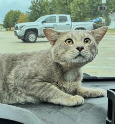 Lost Male Cat last seen E Marion St and Christyann St, Mishawaka, IN 46545