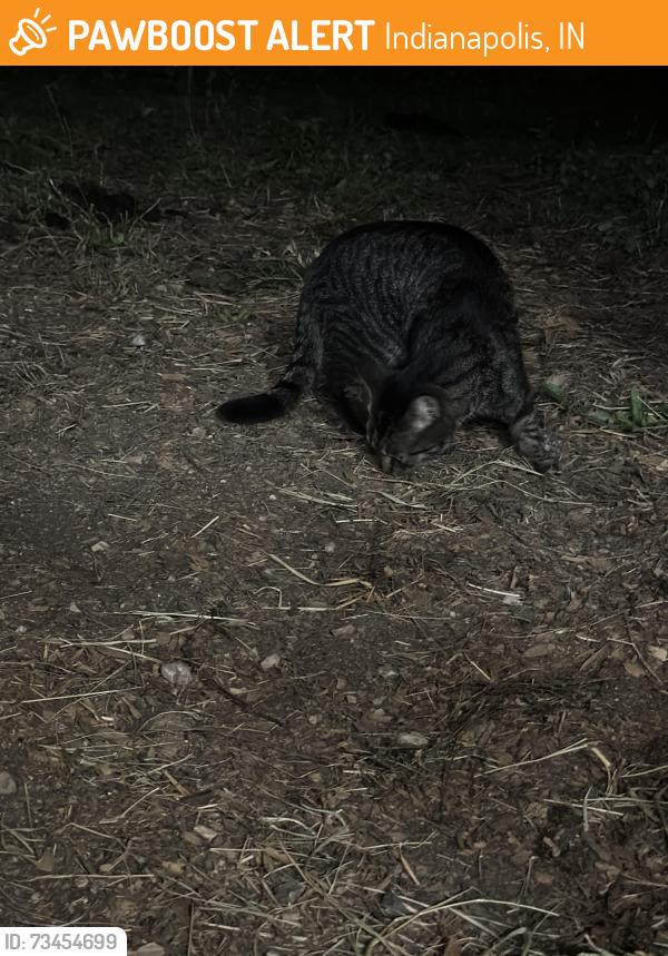 Found/Stray Female Cat last seen Unknown, Indianapolis, IN 46239