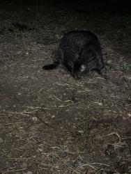 Found/Stray Female Cat last seen Unknown, Indianapolis, IN 46239