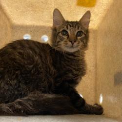 Shelter Stray Male Cat last seen , 2350 Appling City Cove, Memphis, TN 38133, USA