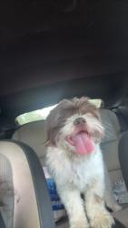 Found/Stray Male Dog last seen Norris elementary, Memphis, TN 38106