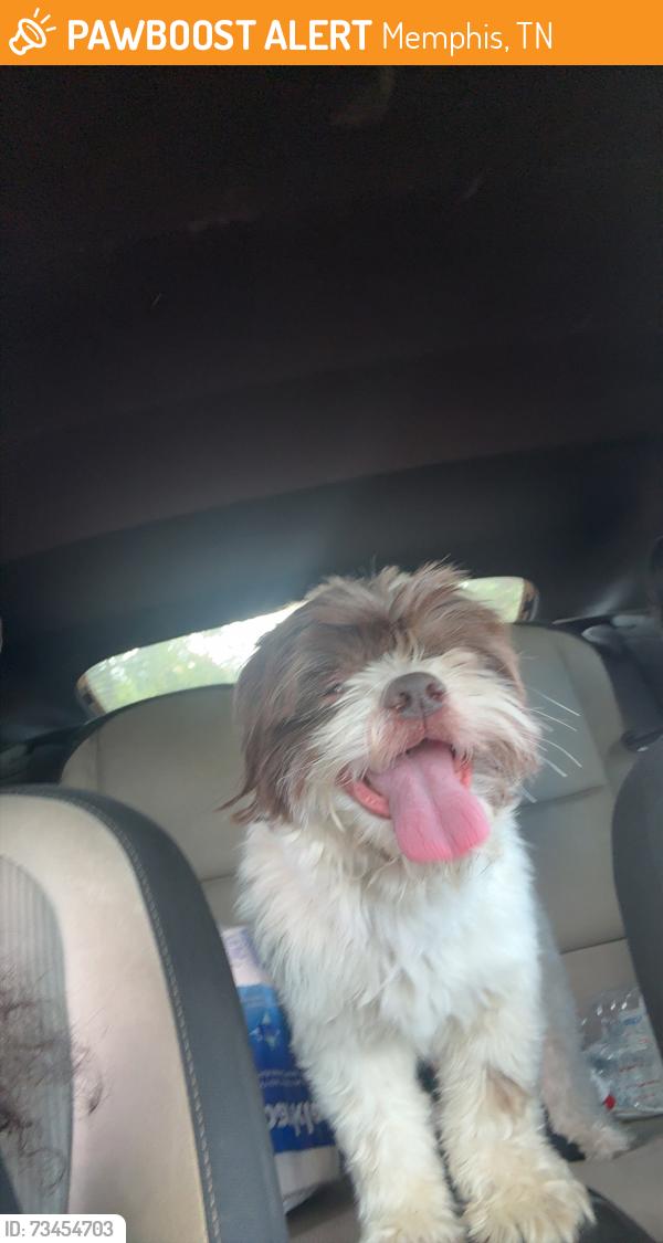 Found/Stray Male Dog last seen Norris elementary, Memphis, TN 38106