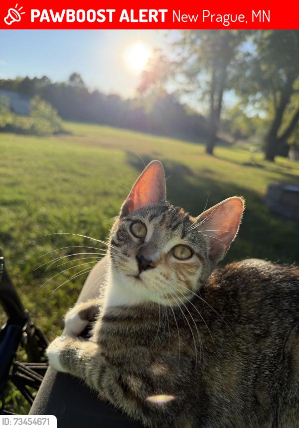 Lost Female Cat last seen W 240th ST, New Prague, MN 56071