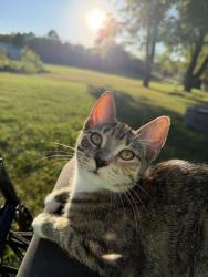 Lost Female Cat last seen W 240th ST, New Prague, MN 56071