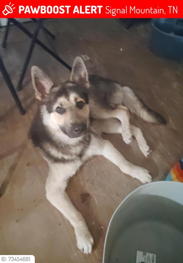 Lost Male Dog last seen Near ravine rd signal mountain tn 37377, Signal Mountain, TN 37377