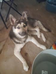 Lost Male Dog last seen Near ravine rd signal mountain tn 37377, Signal Mountain, TN 37377