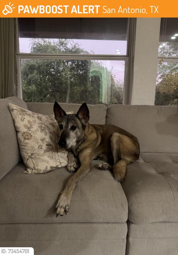 Found/Stray Male Dog last seen Eagle crest near Jehovah’s Witness Temple, San Antonio, TX 78239
