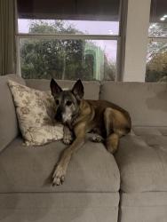 Found/Stray Male Dog last seen Eagle crest near Jehovah’s Witness Temple, San Antonio, TX 78239