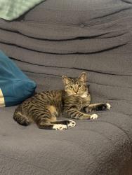 Reunited Male Cat last seen Carroll’s Way and Woodward Mill Rd, Sugar Hill, GA 30518