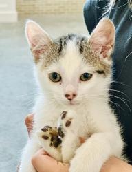 Shelter Stray Male Cat last seen Near S 200 W, Bountiful, UT 84010, USA, 1422 E 600 N, Fruit Heights, UT 84037, USA