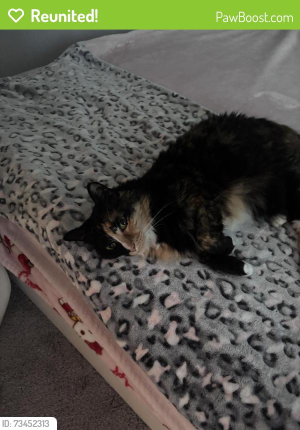 Reunited Female Cat last seen Litchfield Loop Deland, DeLand, FL 32720