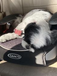 Lost Female Dog last seen 29th ave and Glendale ave, Phoenix, AZ 85051