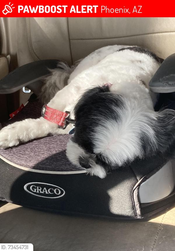 Lost Female Dog last seen 29th ave and Glendale ave, Phoenix, AZ 85051