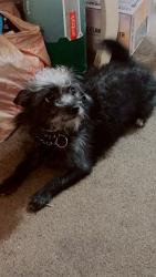 Lost Female Dog last seen woodland, elmwood, saybrook, Philadelphia, PA 19142