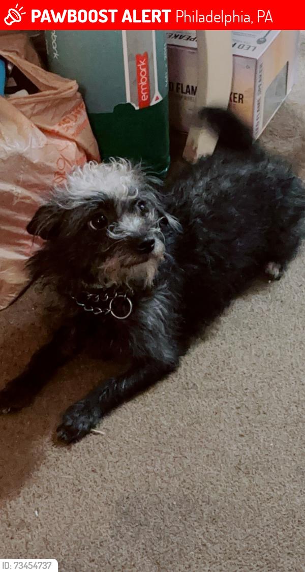 Lost Female Dog last seen woodland, elmwood, saybrook, Philadelphia, PA 19142