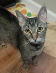 Found/Stray Female Cat last seen Indian School Rd and Central at Steele Indian School Park, Phoenix, AZ 85012