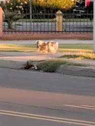 Found/Stray Unknown Dog last seen 35th Ave and Maryland, Phoenix, AZ 85017