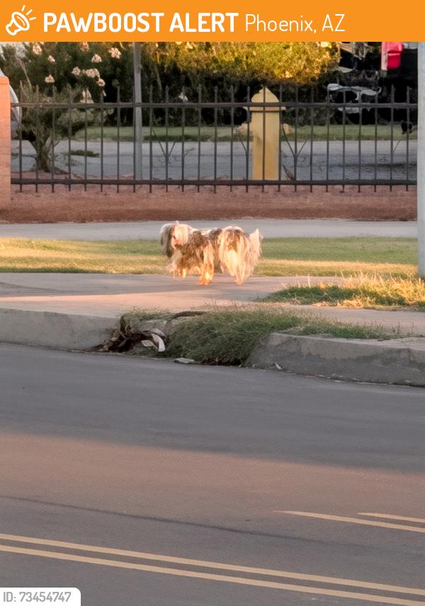 Found/Stray Unknown Dog last seen 35th Ave and Maryland, Phoenix, AZ 85017